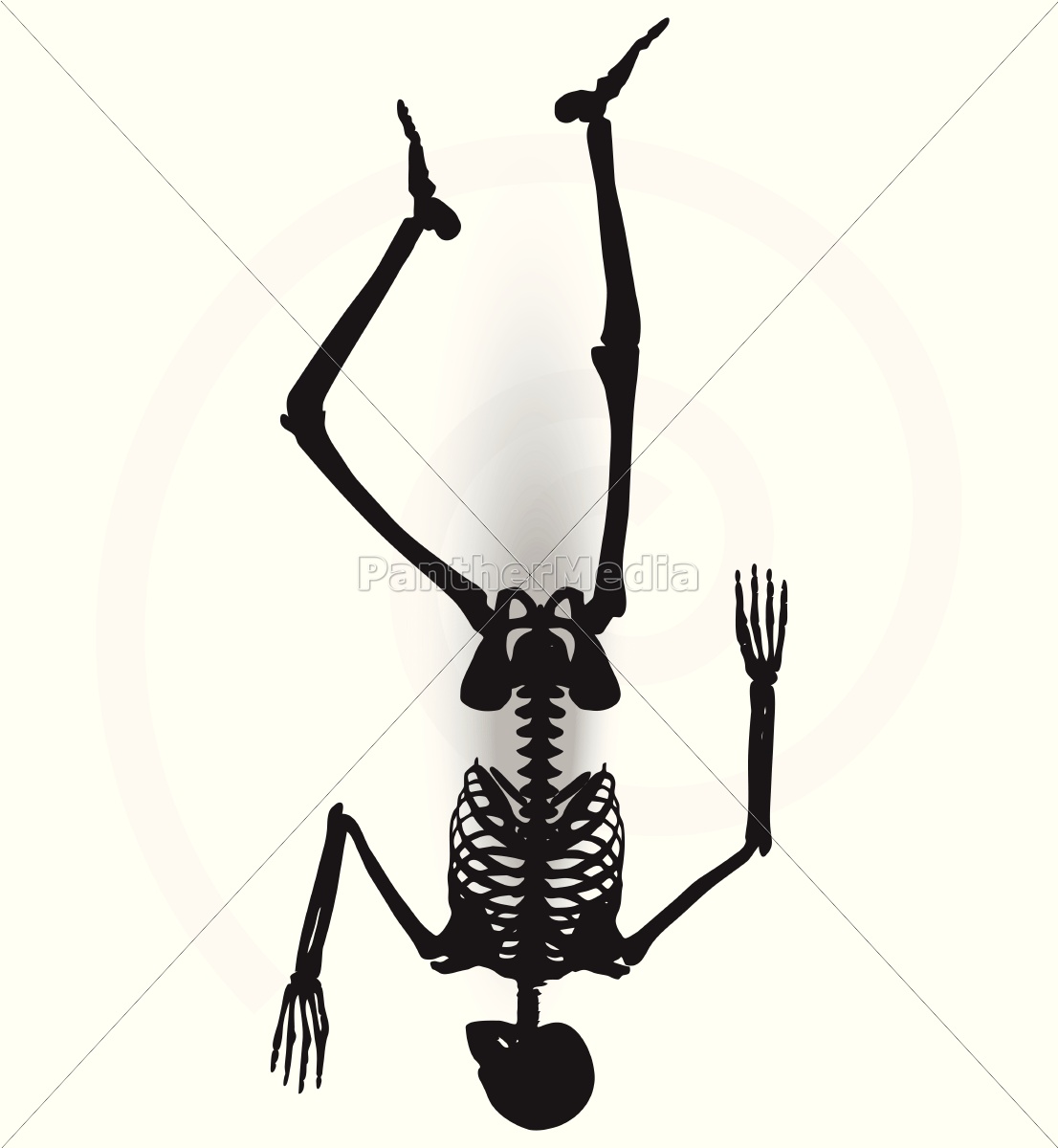 Skeleton Silhouette In Prone Pose Royalty Free Image 14493273