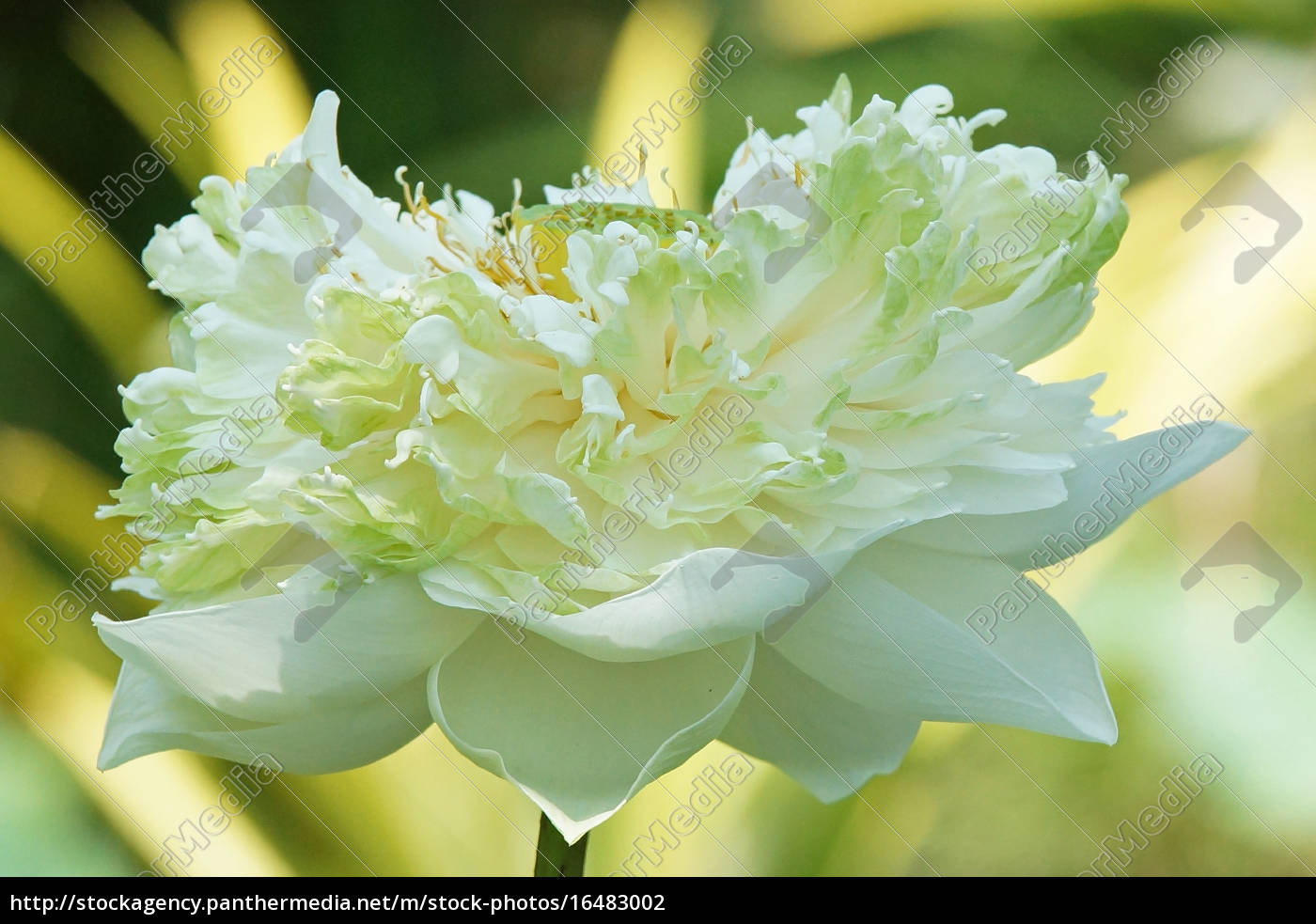 Lotus Flower Bali Indonesia Royalty Free Image 16483002