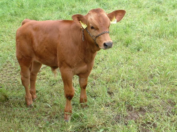 even a little calf