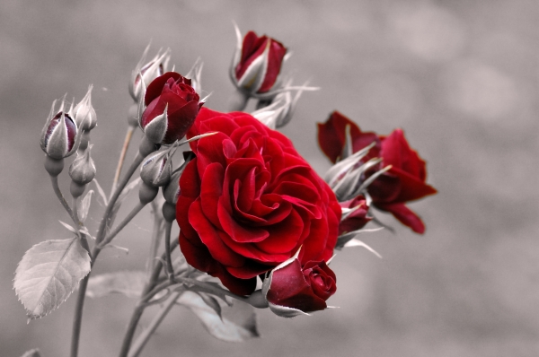 red red roses