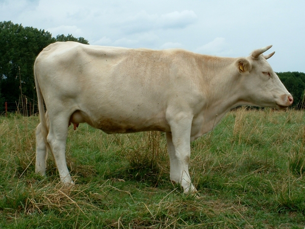 albino cow