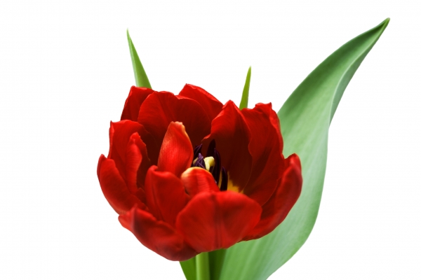 the red tulip
