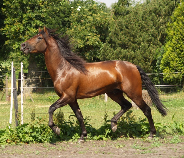 neighing, stallion, trotting - 357932