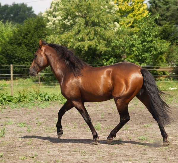 stallion - 357919