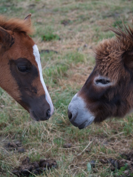 foals, meets, donkeys - 364930
