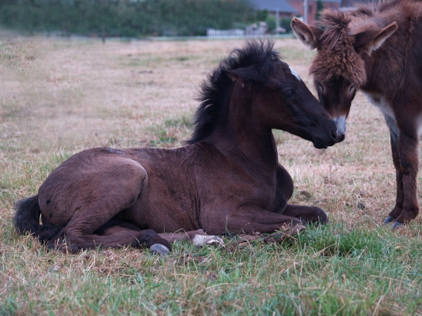 foals and donkeys close friendship