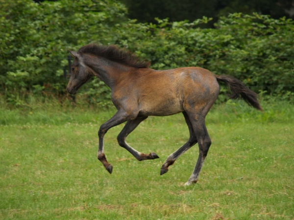 foal galloping