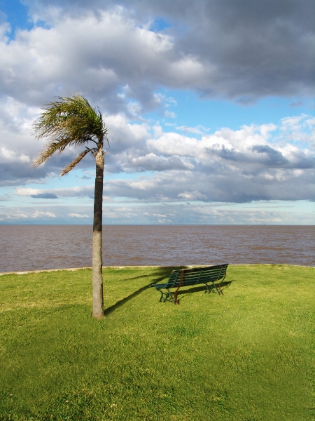 palm tree and bench in the