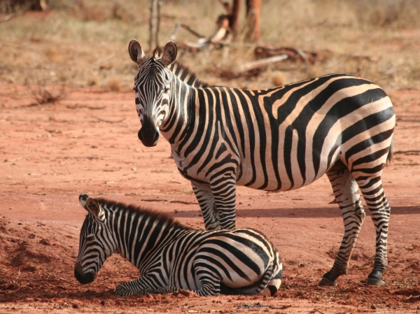 zebra with offspring