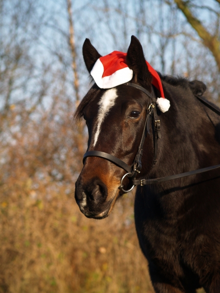 traber mare in a christmas look