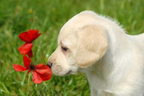 puppy sniffs poppy