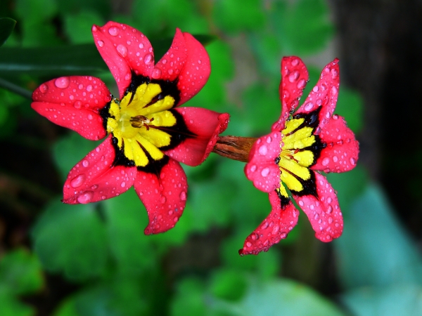 Media-id 529634