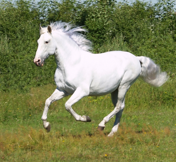 white stallion galloping