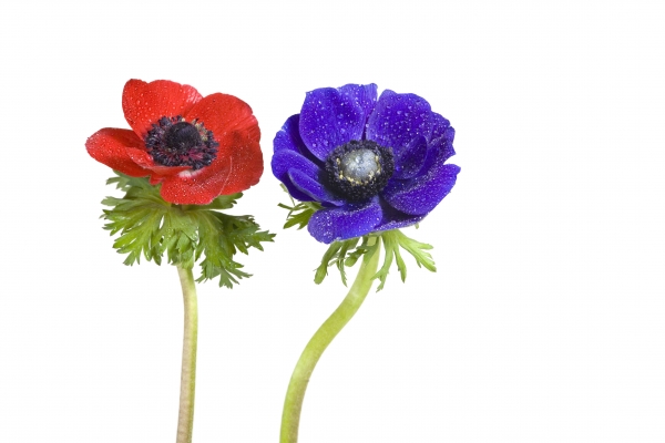 red and blue anemone
