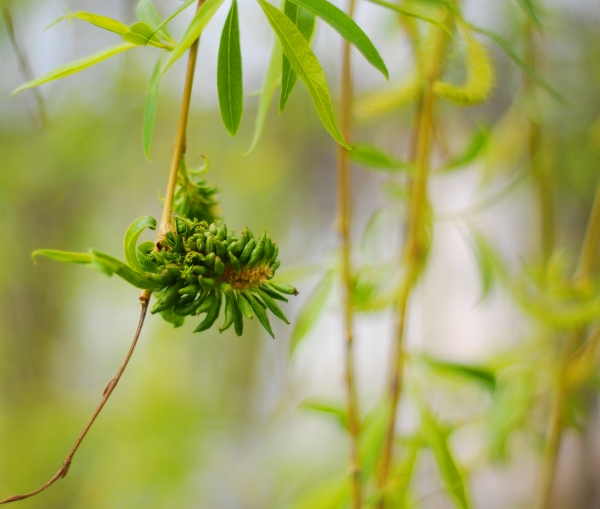 fruit-of-the-weeping-willow-stock-photo-599047-panthermedia-stock