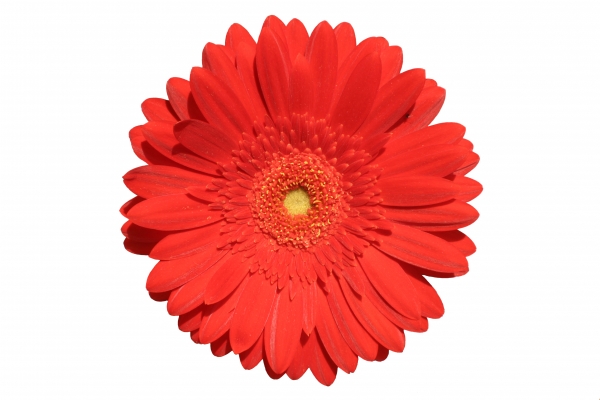 blossom of a red gerbera exempt