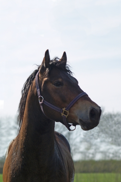pony, stallion - 630110