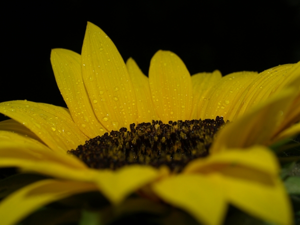 sunflower after rain