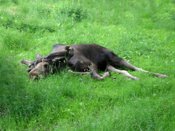 tired moose
