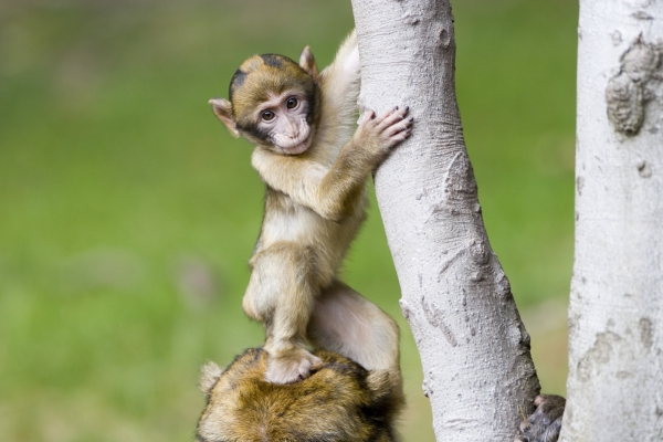 monkey baby gymnastics on mother s