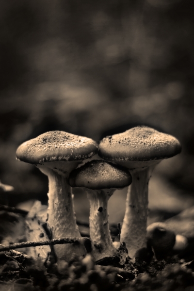 family mushrooms