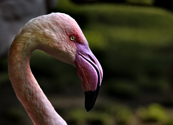 flamingo head