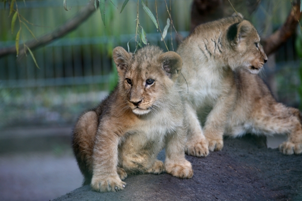 baby lions