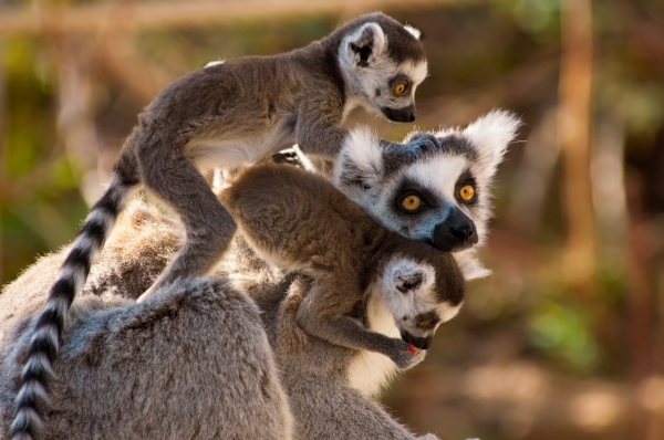ring tailed lemur with cub