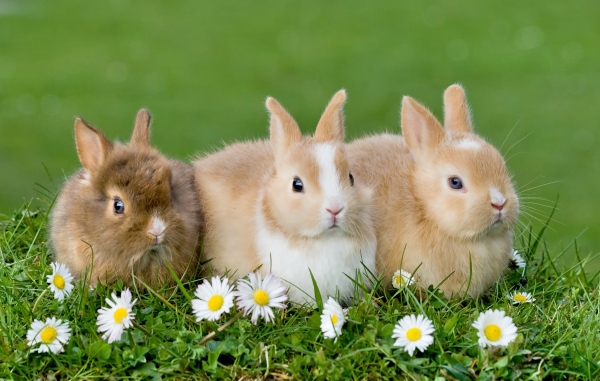 young bunnies