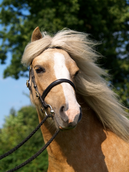 pony in portrait