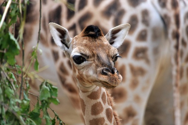 giraffe cub iii