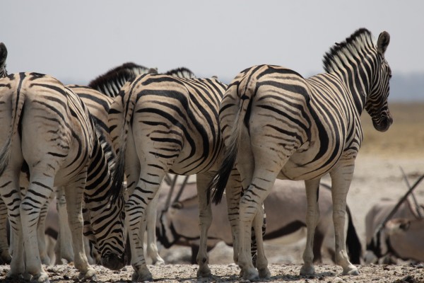 steppe zebras in etosha national park