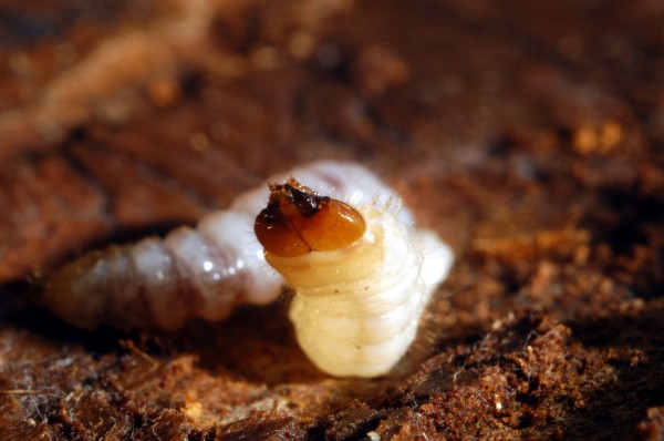 larva of the bark beetle