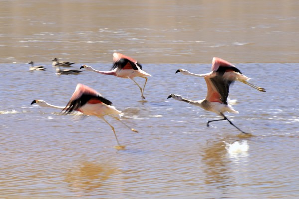 flamingos put on the next flight