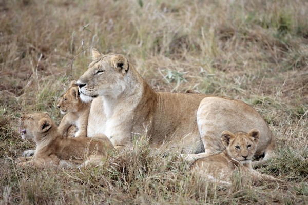 female Lion and lion cub - Stock Photo #1813169 | PantherMedia Stock Agency