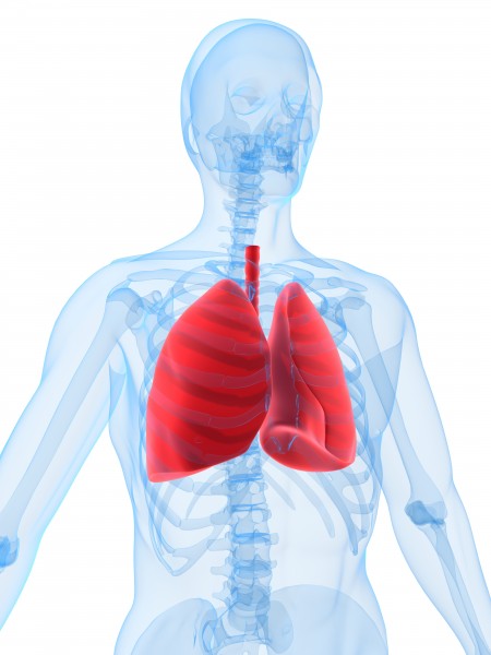 human skeleton with highlighted lung - Stock Photo #2344141 ...