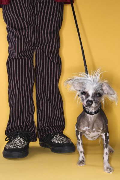 chinese crested dog on leash with
