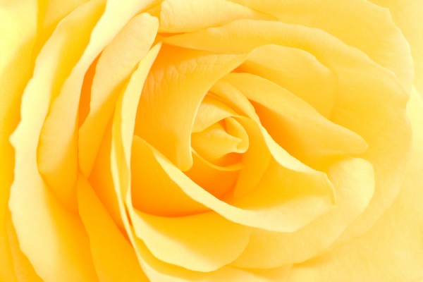 soft yellow rose in close view