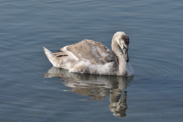 young swan 11015 1