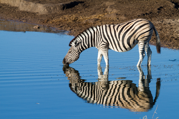 zebras drinken