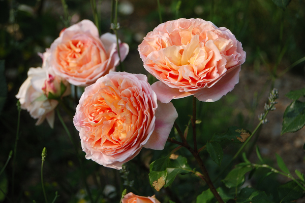 apricot colored english roses