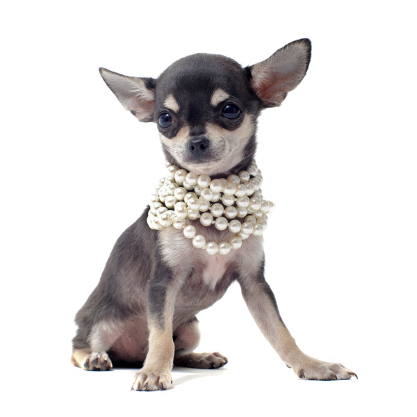 puppy chihuahua with pearl collar