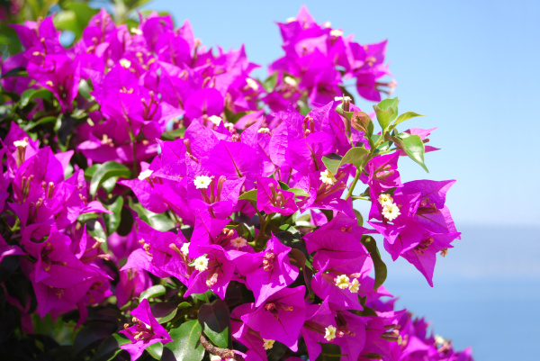 bougainvillea in full bloom - Stock Photo #5230945 | PantherMedia Stock  Agency