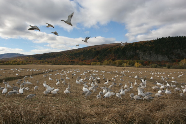 snow geese in the nature reserve