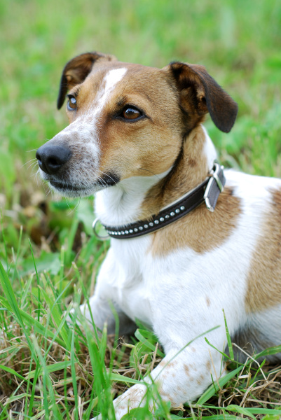 jack russell terrier - Stock Photo #5361209 | PantherMedia Stock Agency