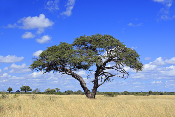 African Acacia tree - Royalty free image #5545371 | PantherMedia Stock ...