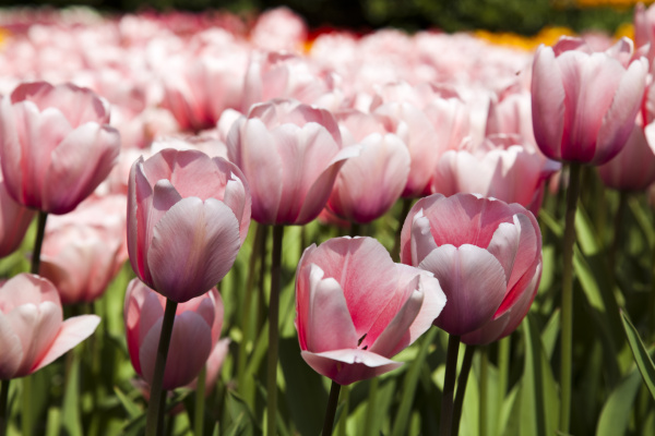 closeup of flower tulip