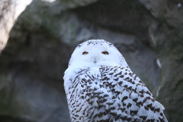 snowy owl in close up