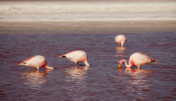 flamingos in the lagoon bolivia