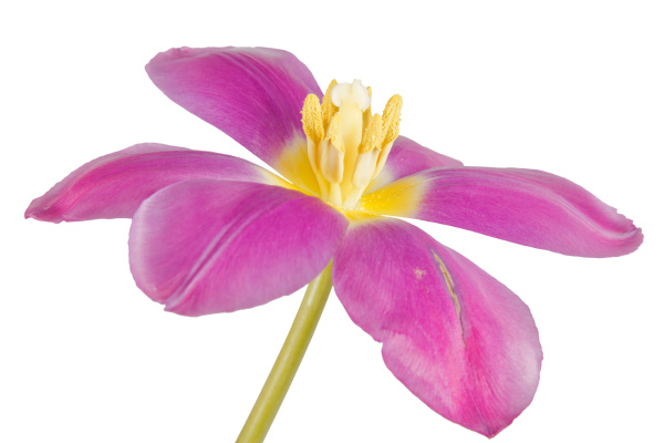flowering tulip lilane